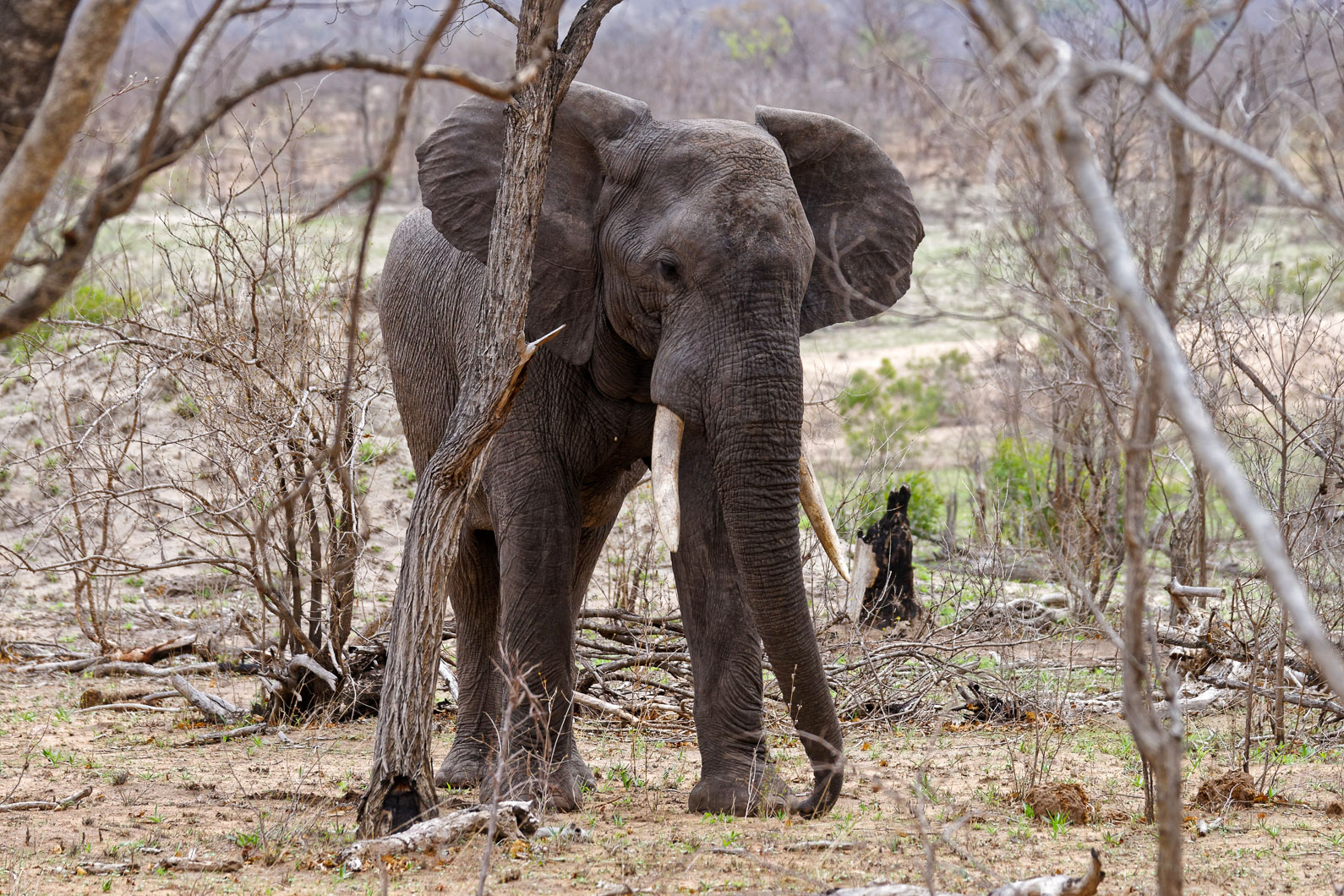 20161113 153303 Elefant